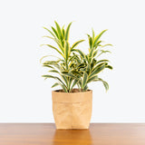 Dracaena Reflexa Variegata - Song of India - House Plants Delivery Toronto - JOMO Studio