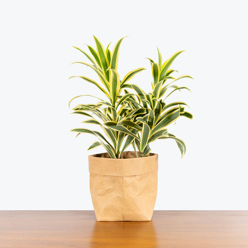Dracaena Reflexa Variegata - Song of India - House Plants Delivery Toronto - JOMO Studio