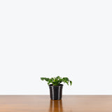 Dracaena Twister - House Plants Delivery Toronto - JOMO Studio