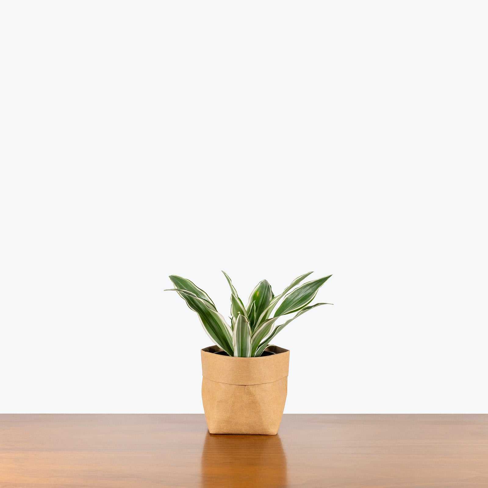 Dracaena White Surprise | Care Guide and Pro Tips - Delivery from Toronto across Canada - JOMO Studio