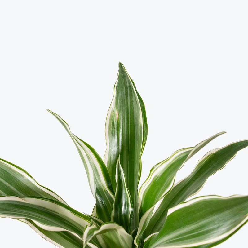 Dracaena White Surprise | Care Guide and Pro Tips - Delivery from Toronto across Canada - JOMO Studio