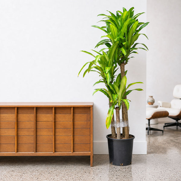 dracaena fragrans pot size Dracaena Fragrans Massangeana | Mass Cane | Corn Plant | Care Guide and Pro  Tips - Delivery from Toronto across Canada