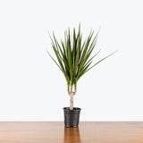 Dracaena Marginata — 4" Pot