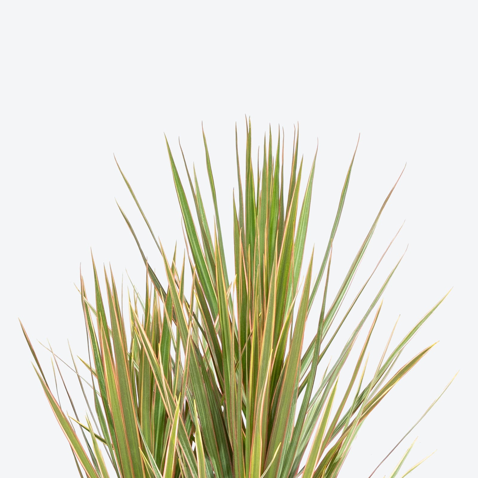 Dracaena Marginata Bicolor | Care Guide and Pro Tips - Delivery from Toronto across Canada - JOMO Studio