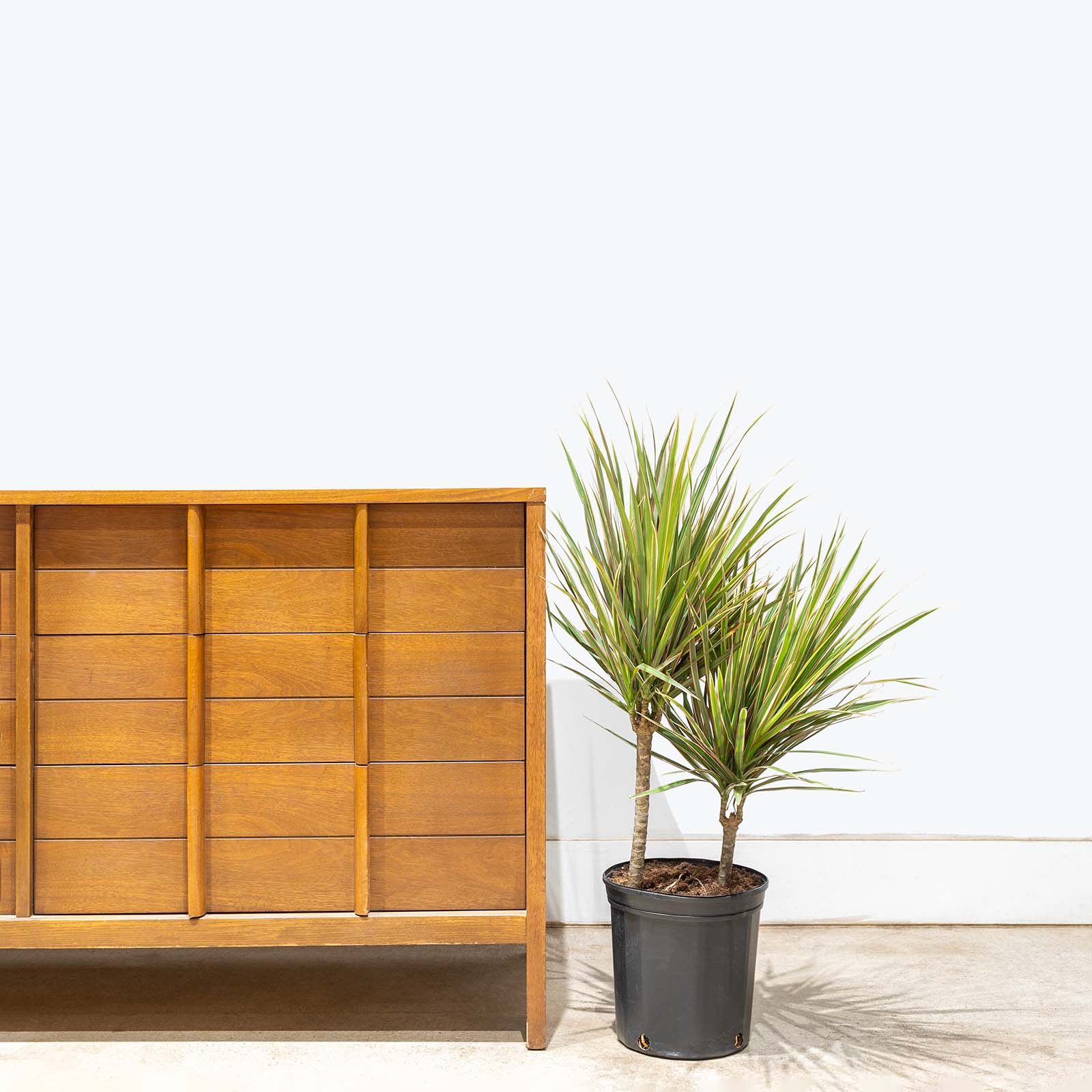 Dracaena Marginata Bicolor | Care Guide and Pro Tips - Delivery from Toronto across Canada - JOMO Studio