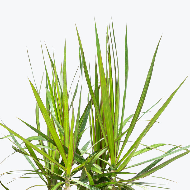 Dracaena Marginata Bush - House Plants Delivery Toronto - JOMO Studio