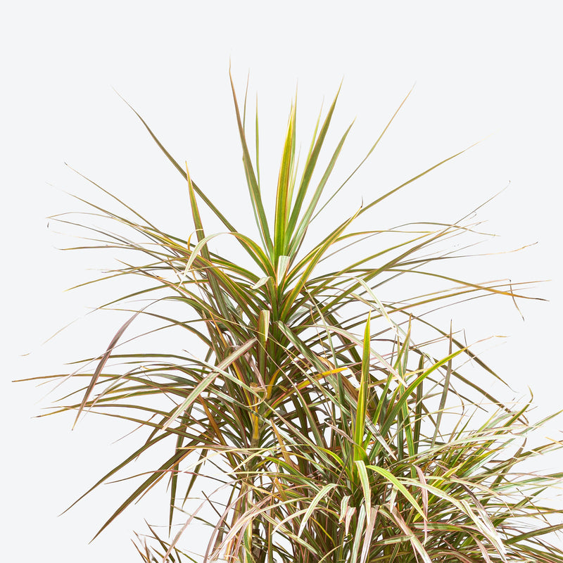 Dracaena Marginata Stump - House Plants Delivery Toronto - JOMO Studio