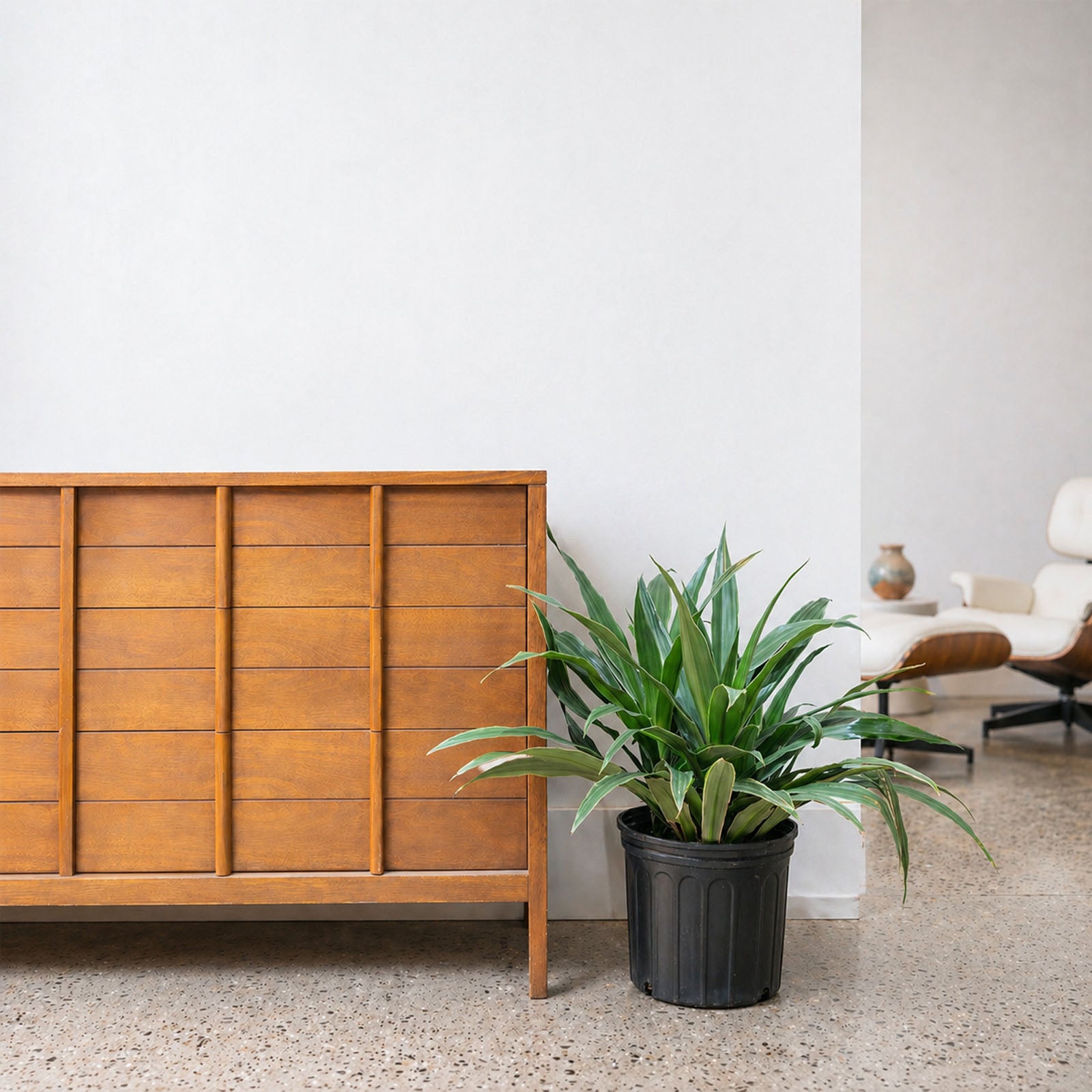 Dracaena Warneckii | Air Purifying Easy Care Houseplants for Delivery | Care Guide and Pro Tips