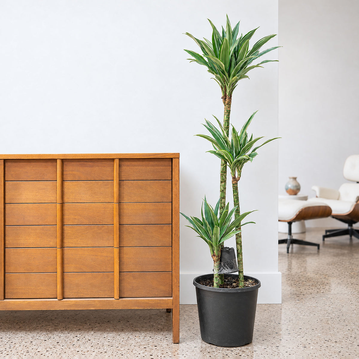 Dracaena Warneckii | Air Purifying Easy Care Houseplants for Delivery | Care Guide and Pro Tips
