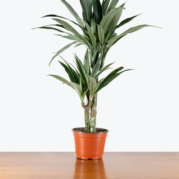 Dracaena Warneckii | Air Purifying Easy Care Houseplants for Delivery