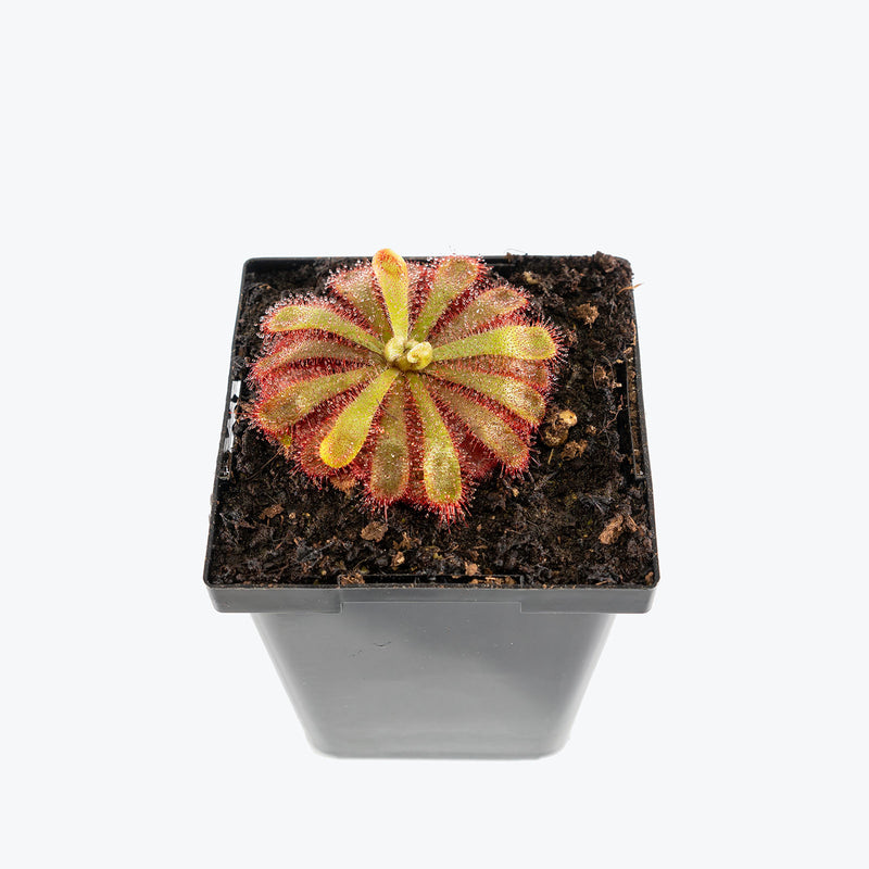 Drosera Aliciae | Alice's Sundew | Care Guide and Pro Tips - Delivery from Toronto across Canada - JOMO Studio