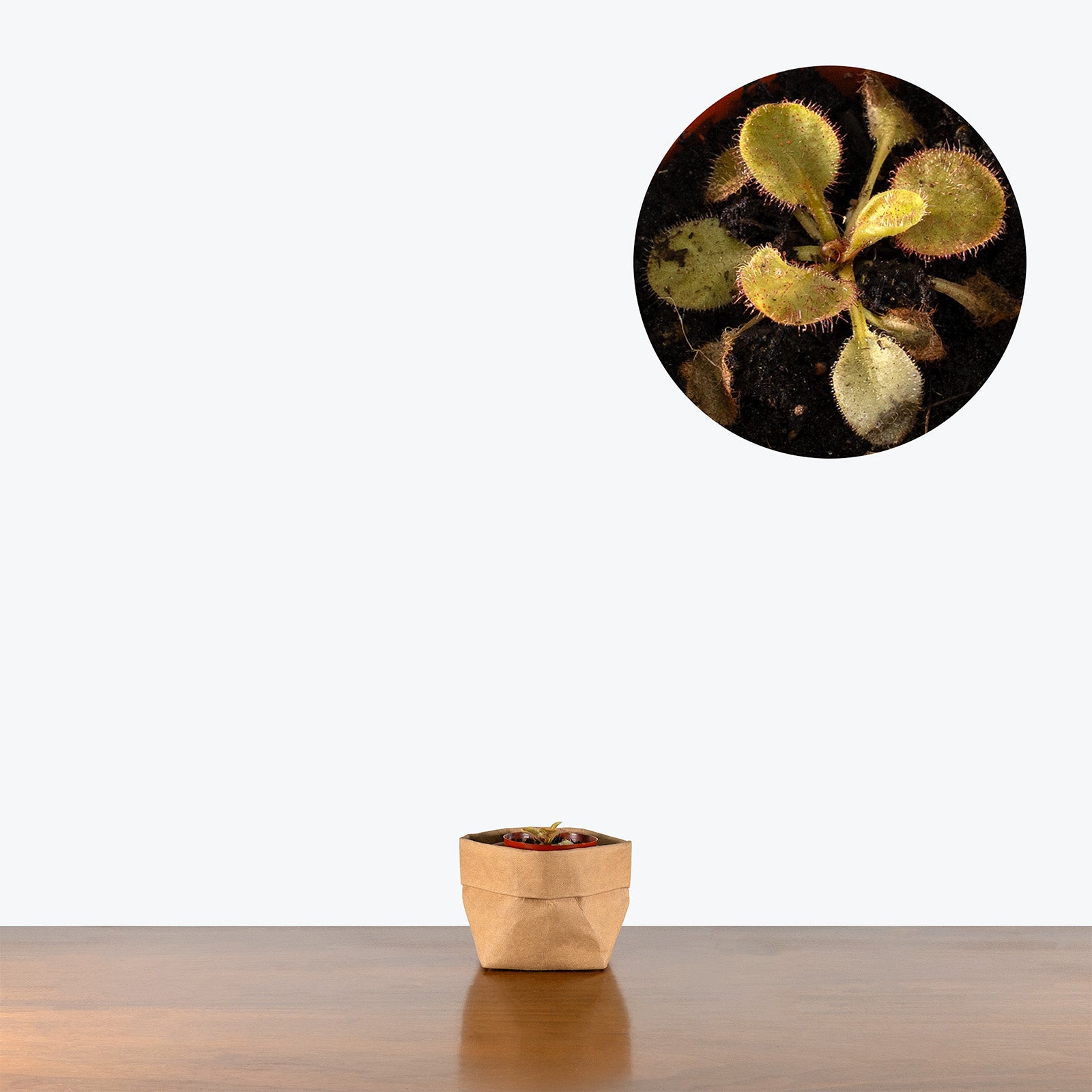 Drosera Andromeda | Care Guide and Pro Tips - Delivery from Toronto across Canada - JOMO Studio