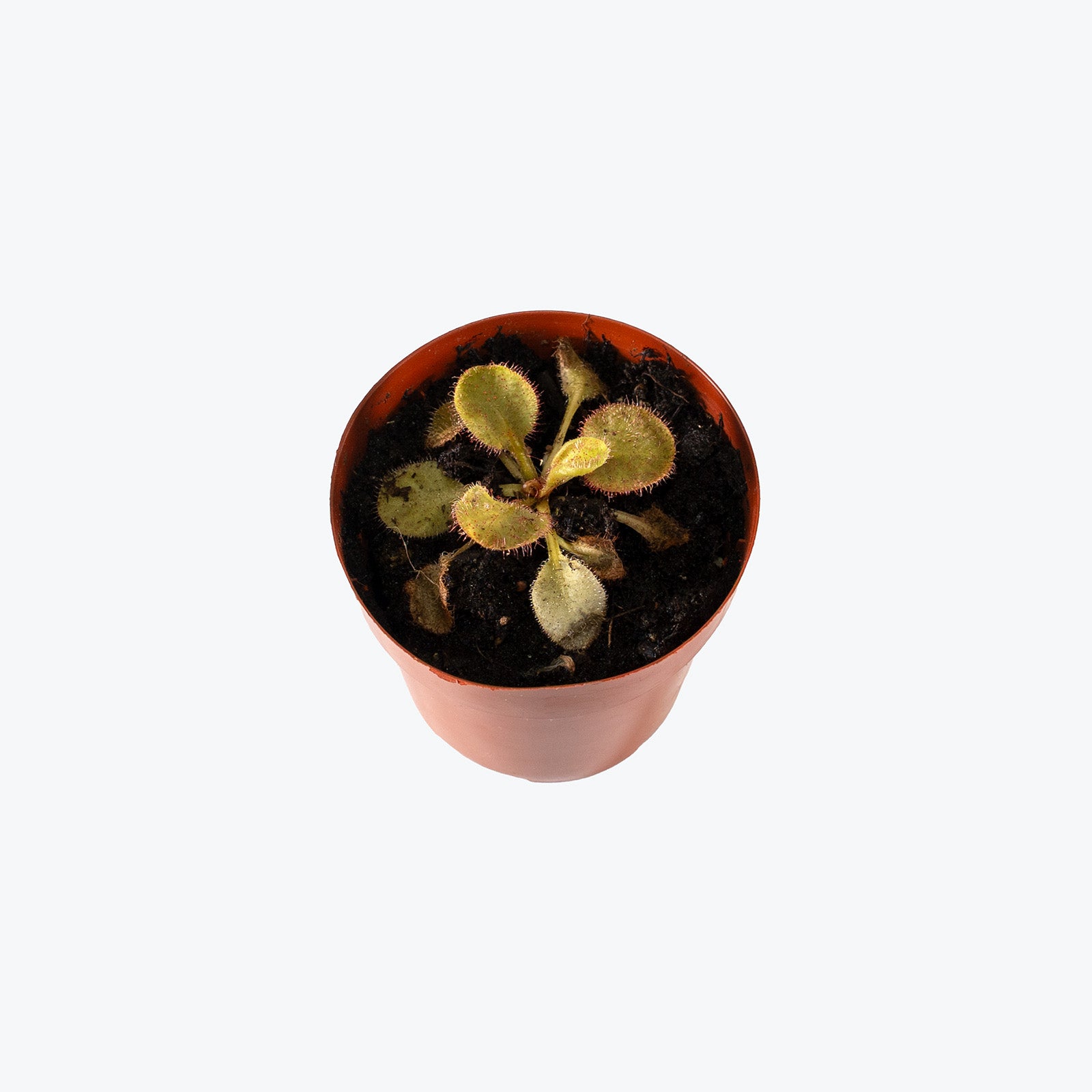 Drosera Andromeda | Care Guide and Pro Tips - Delivery from Toronto across Canada - JOMO Studio