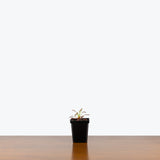 Drosera Capensis — 4" Pot
