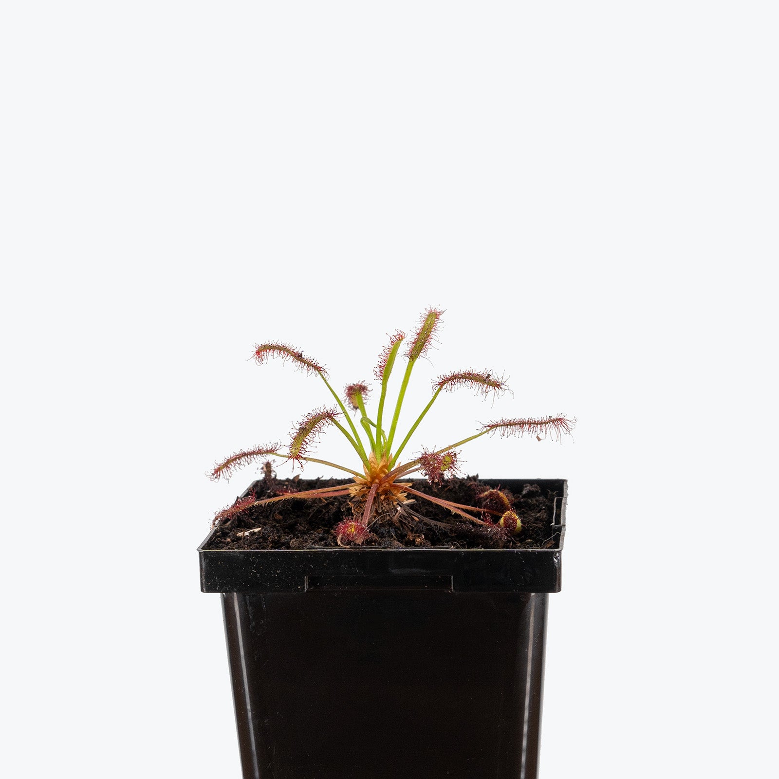 Drosera Capensis | Cape Sundew | Care Guide and Pro Tips - Delivery from Toronto across Canada - JOMO Studio