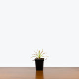 Drosera Capensis Alba — 4" Pot