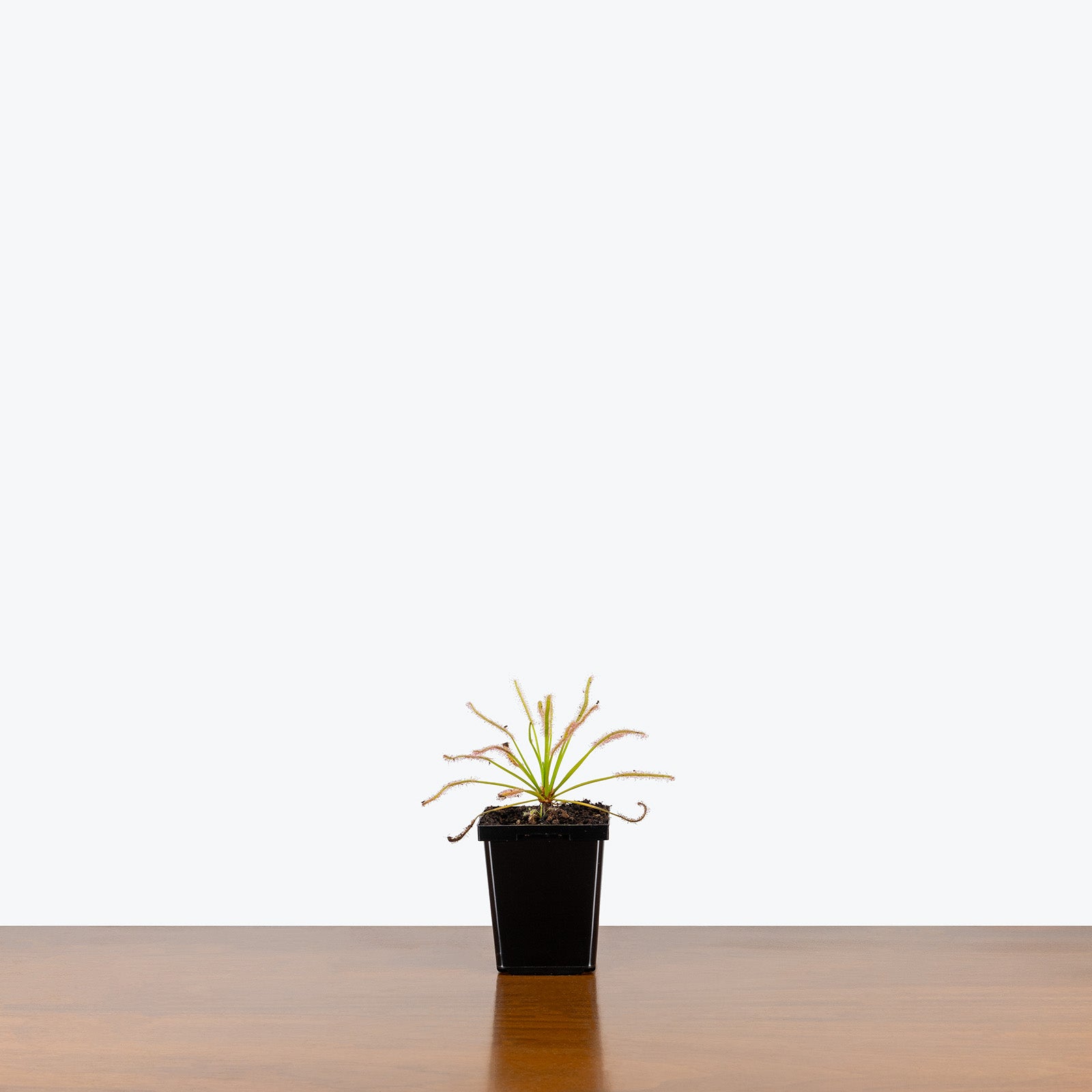 Drosera Capensis Alba | Cape Sundew | Care Guide and Pro Tips - Delivery from Toronto across Canada - JOMO Studio