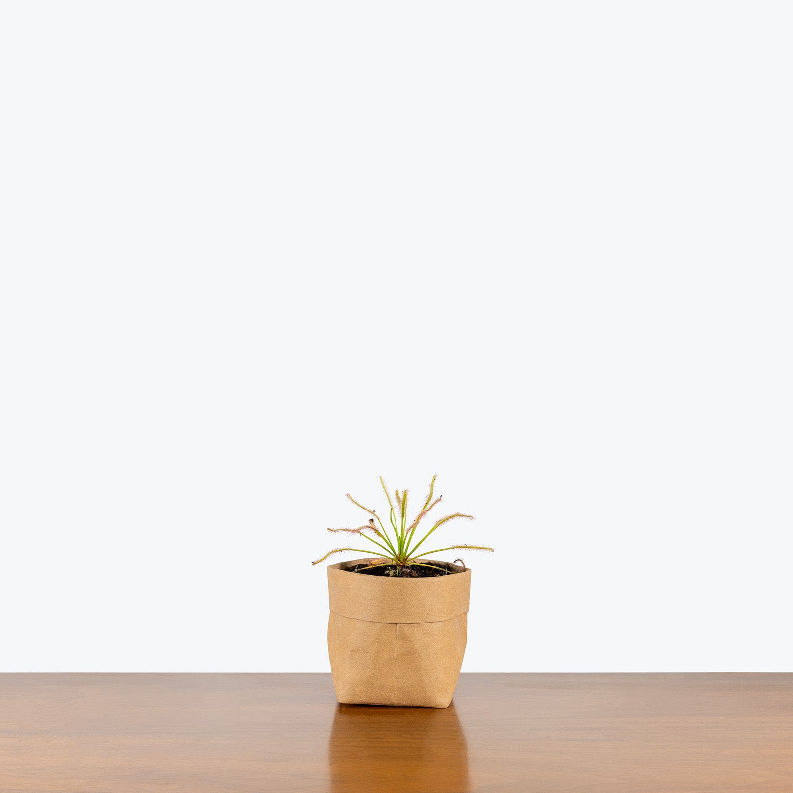 Drosera Capensis Alba | Cape Sundew | Care Guide and Pro Tips - Delivery from Toronto across Canada - JOMO Studio