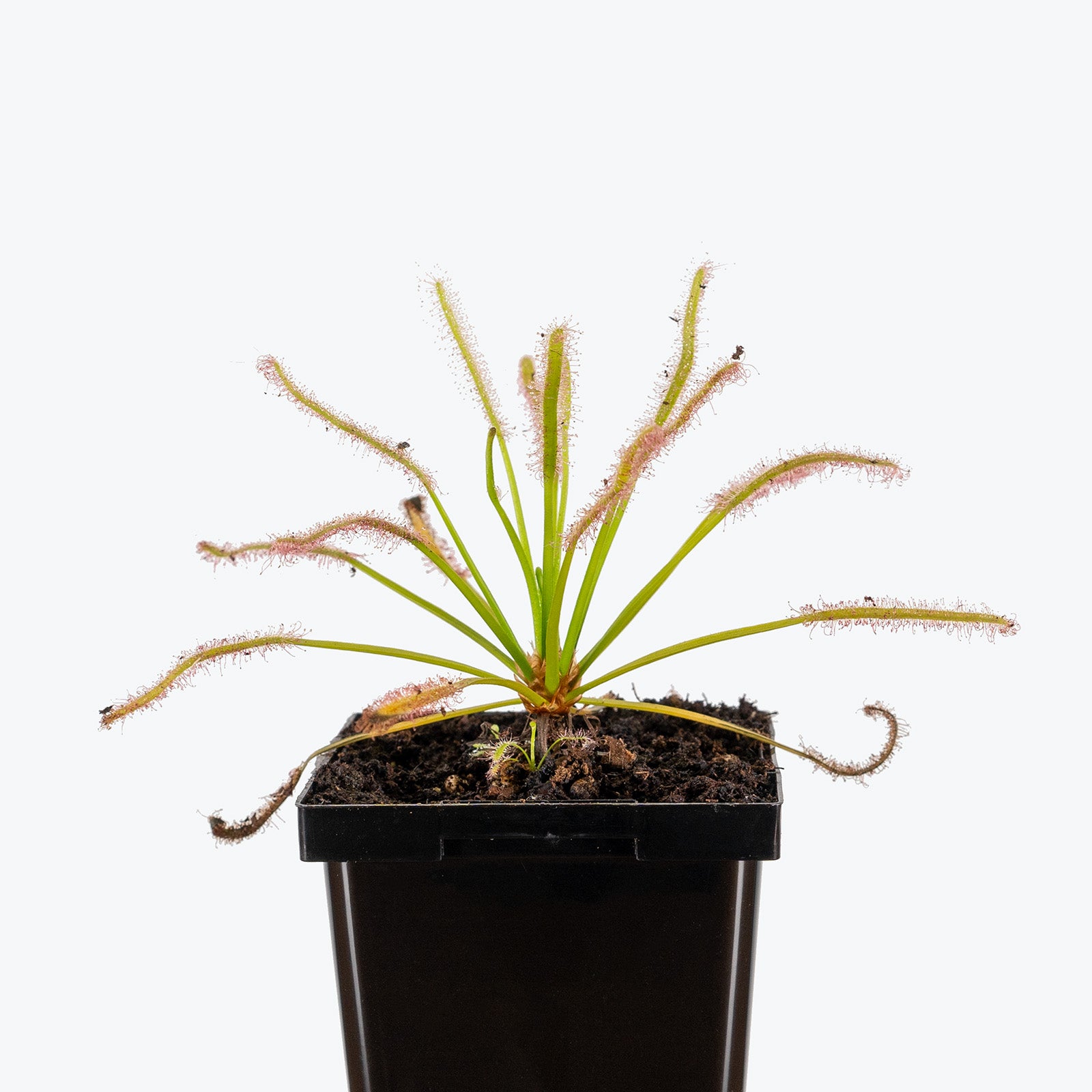 Drosera Capensis Alba | Cape Sundew | Care Guide and Pro Tips - Delivery from Toronto across Canada - JOMO Studio