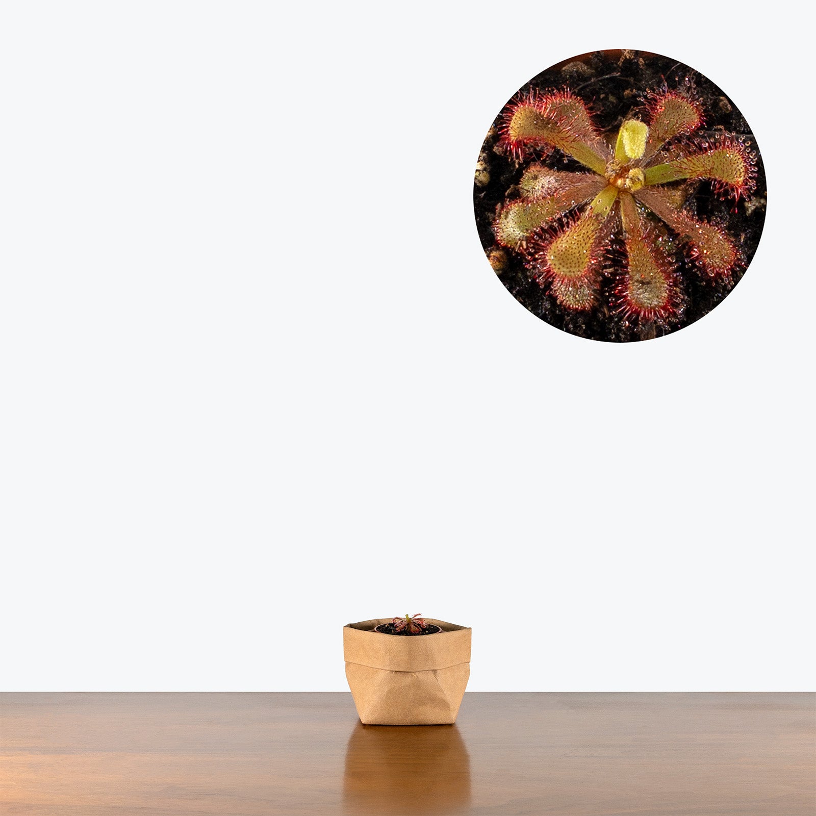 Drosera Esterhuyseniae x Slackii | Care Guide and Pro Tips - Delivery from Toronto across Canada - JOMO Studio