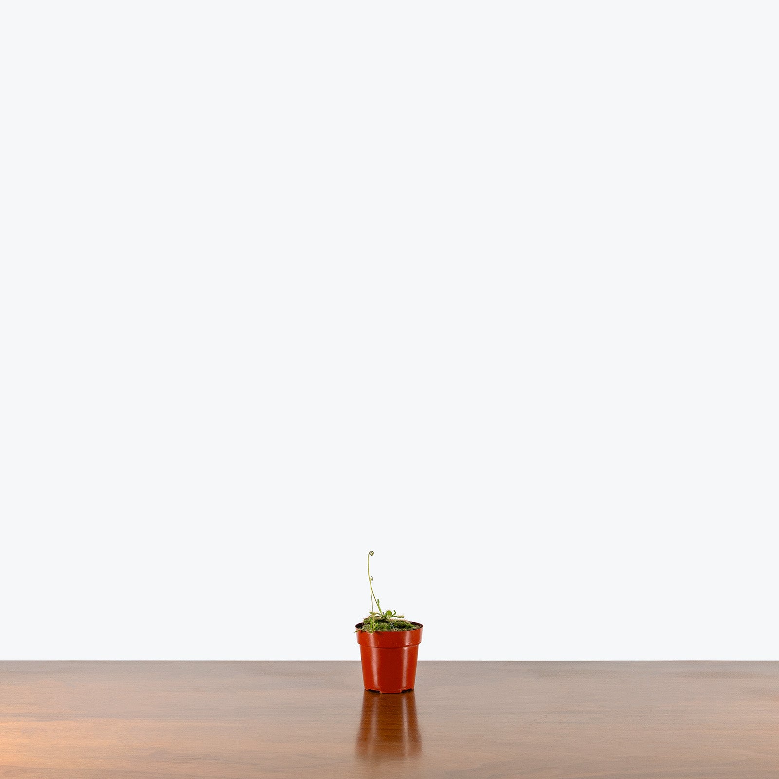 Drosera Spatulata | Spoonleaf Sundew | Care Guide and Pro Tips - Delivery from Toronto across Canada - JOMO Studio