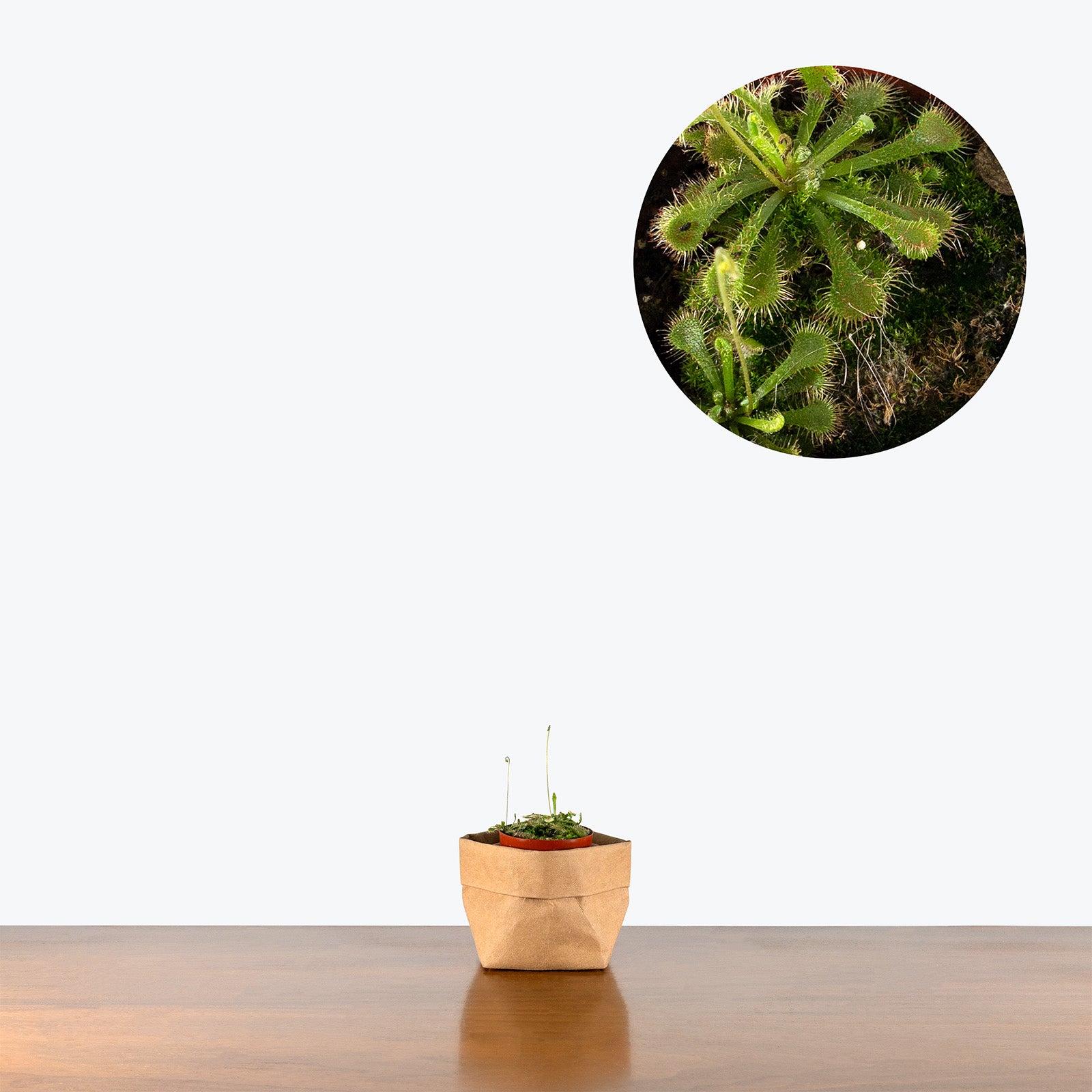 Drosera Spatulata | Spoonleaf Sundew | Care Guide and Pro Tips - Delivery from Toronto across Canada - JOMO Studio