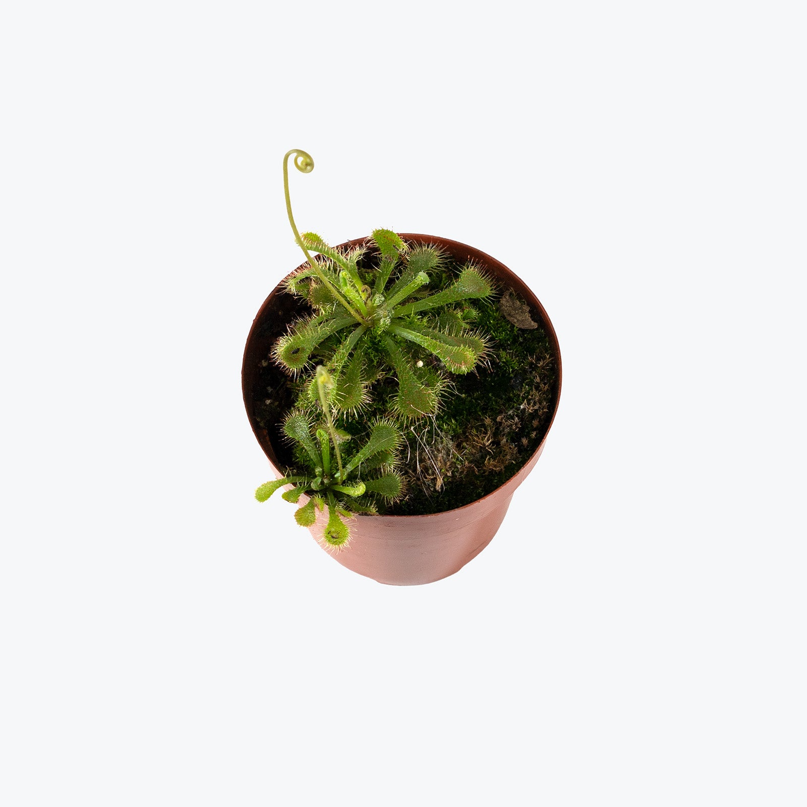 Drosera Spatulata | Spoonleaf Sundew | Care Guide and Pro Tips - Delivery from Toronto across Canada - JOMO Studio