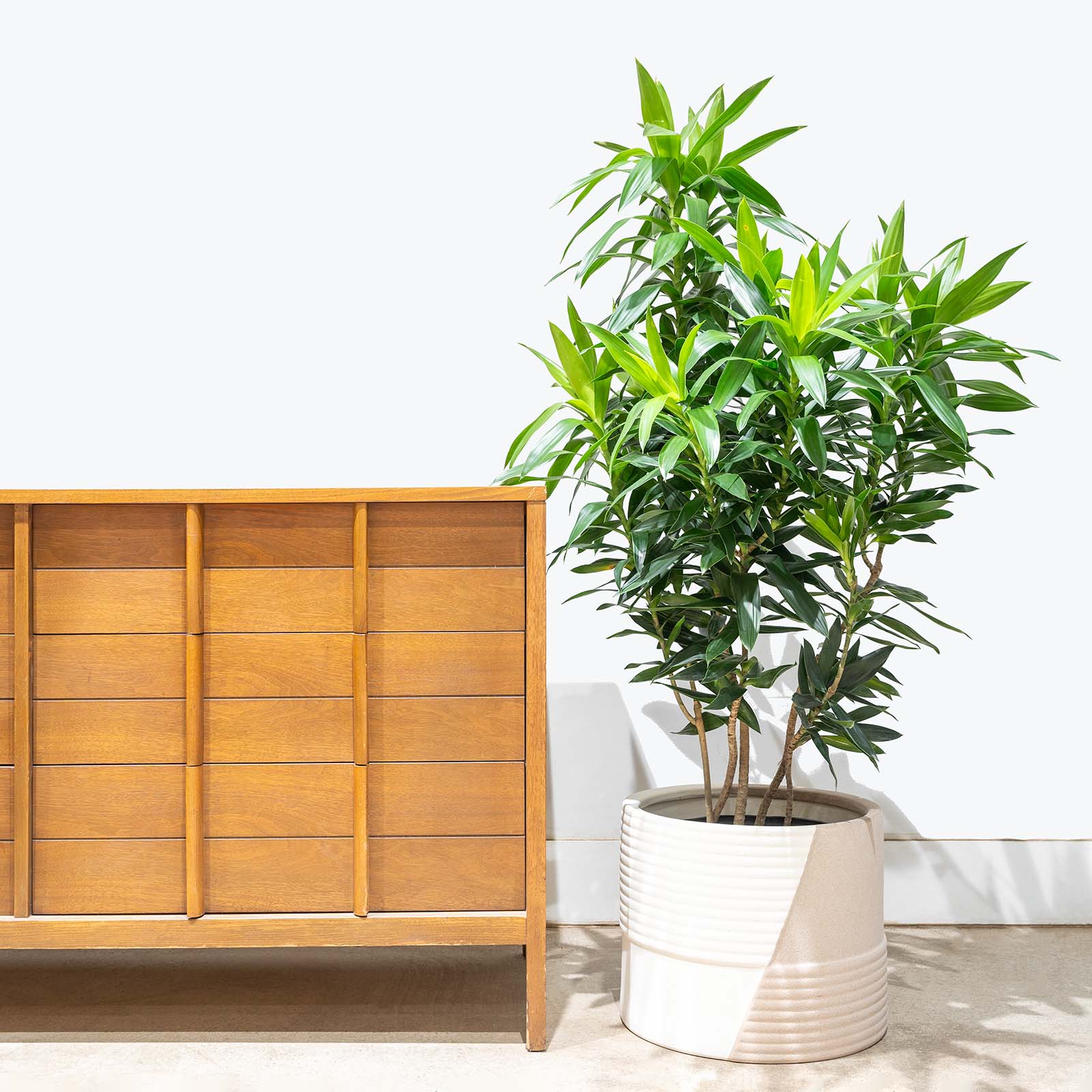 Duo Ridge Planter - House Plants Delivery Toronto - JOMO Studio