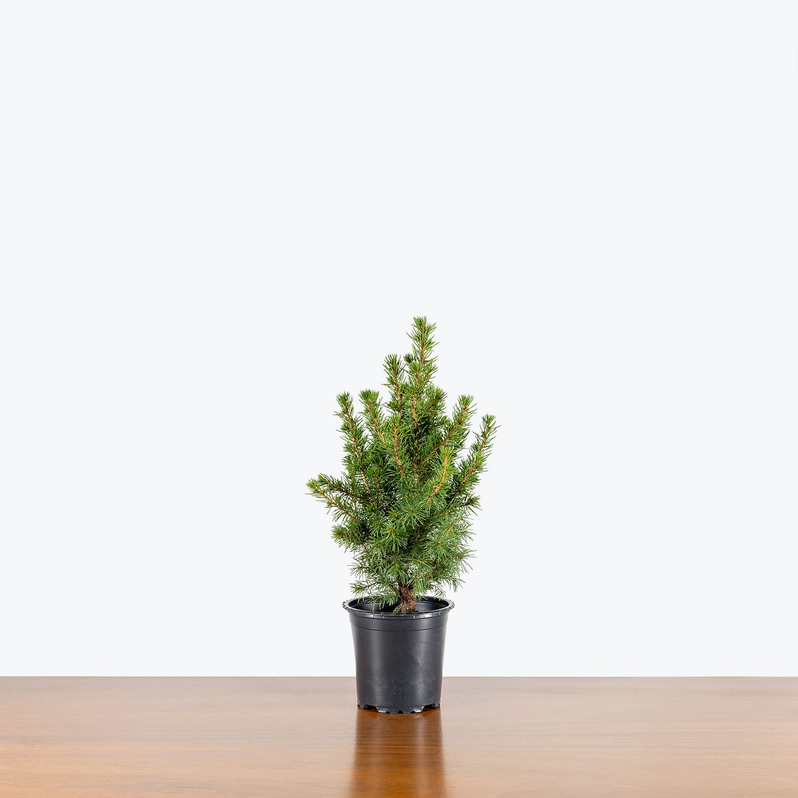 Dwarf Alberta Spruce - Christmas tree - House Plants Delivery Toronto Canada - JOMO Studio