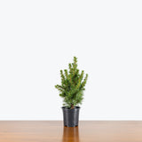 Dwarf Alberta Spruce — 4" Pot