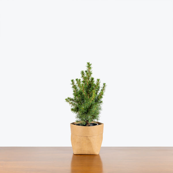 indoor spruce plants Dwarf Alberta Spruce - Christmas tree - House Plants Delivery Toronto