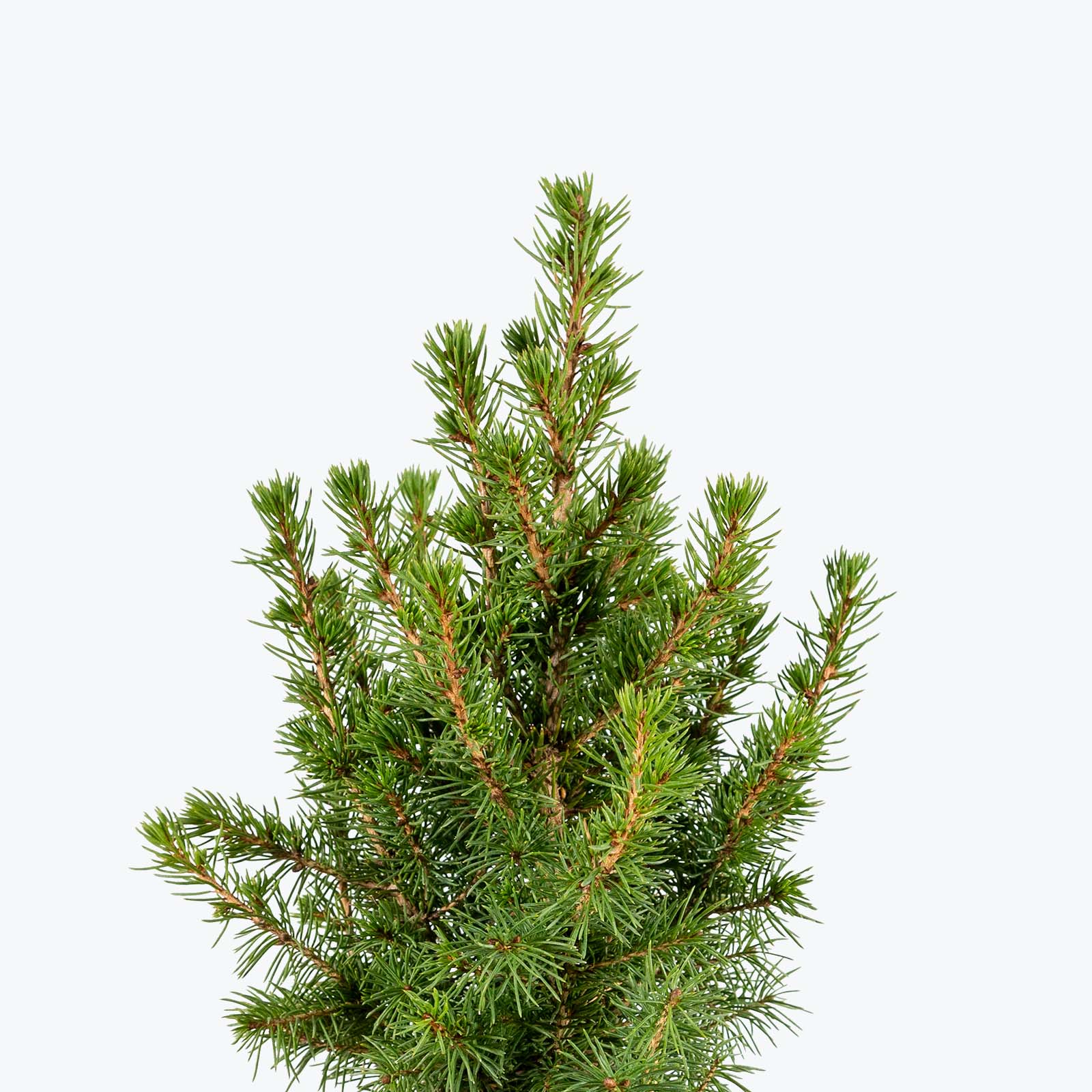 Dwarf Alberta Spruce - Christmas tree - House Plants Delivery Toronto Canada - JOMO Studio