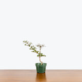 Dwarf Black Olive Bonsai — 4" Pot