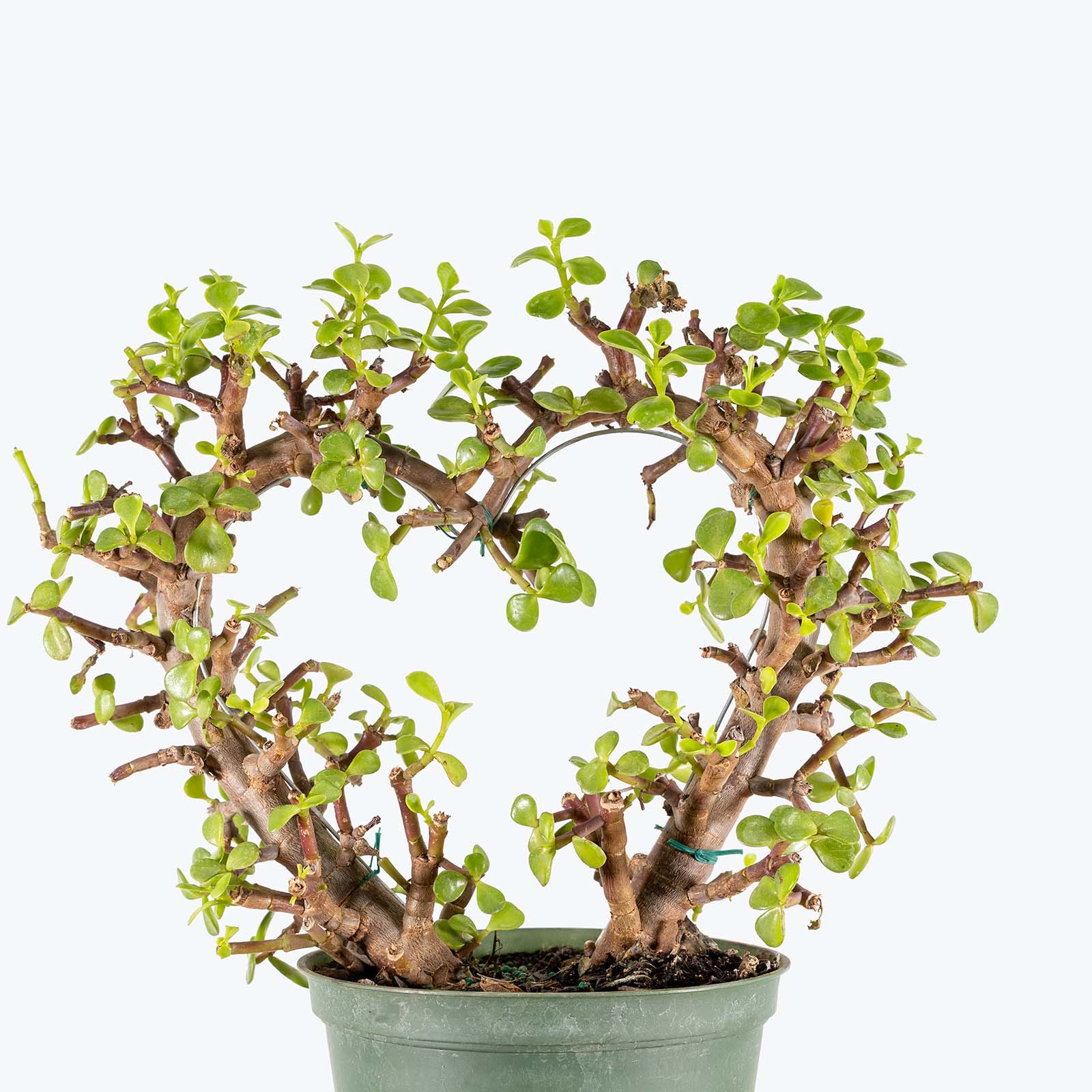Dwarf Jade Heart Bonsai | Care Guide and Pro Tips - Delivery from Toronto across Canada - JOMO Studio