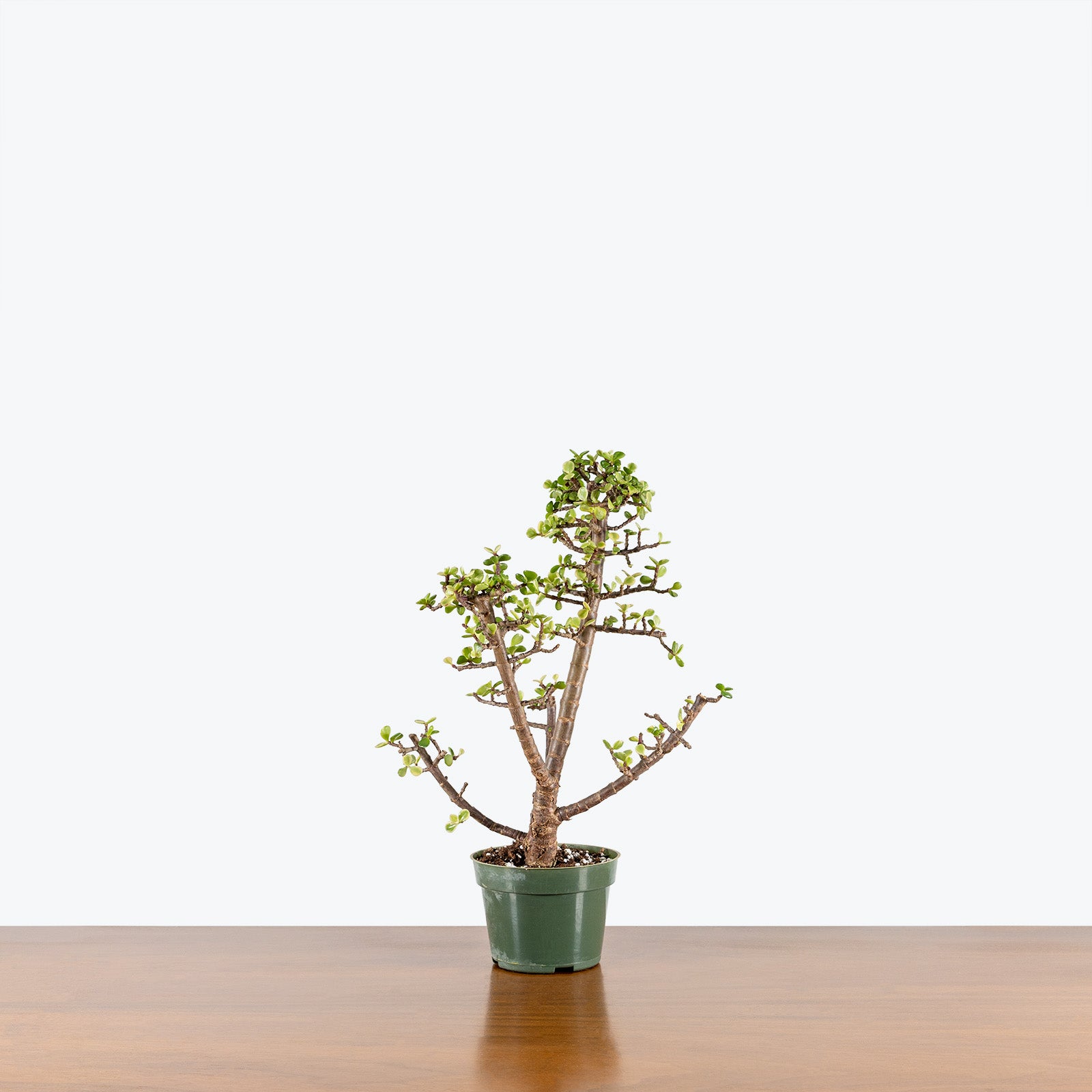 Dwarf Jade Variegated | Portulacaria Afra Variegata | Care Guide and Pro Tips - Delivery from Toronto across Canada - JOMO Studio