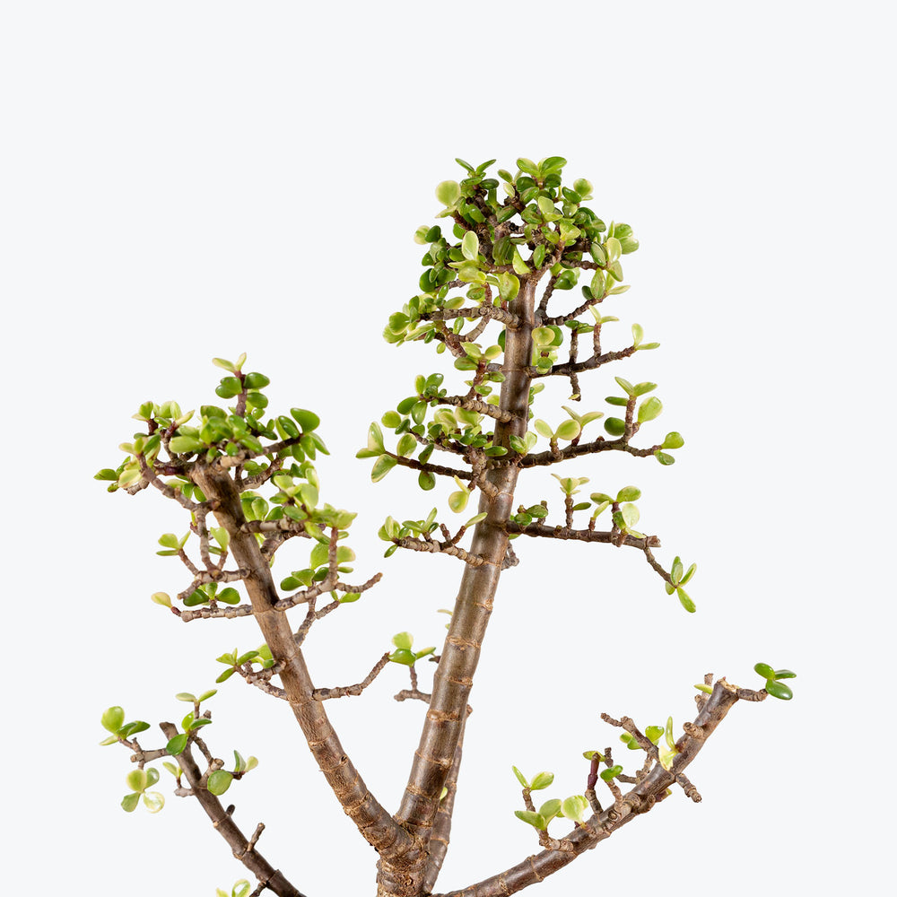 New Arrival House Plants House Plant Delivery Toronto JOMO Studio