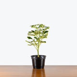 Dwarf Umbrella Ivory — 6" Pot