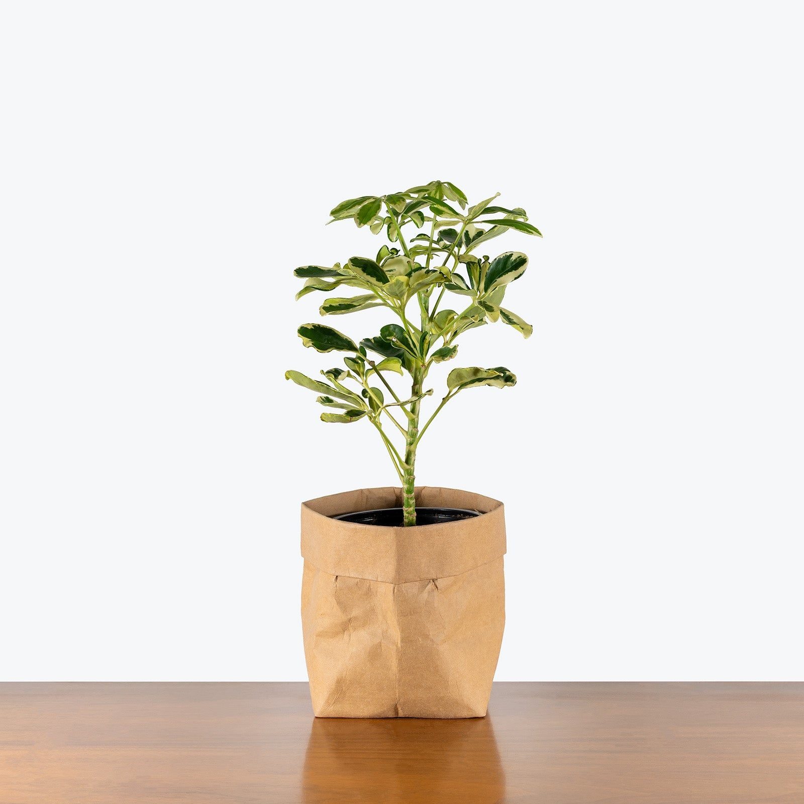 Dwarf Umbrella Ivory | Care Guide and Pro Tips - Delivery from Toronto across Canada - JOMO Studio