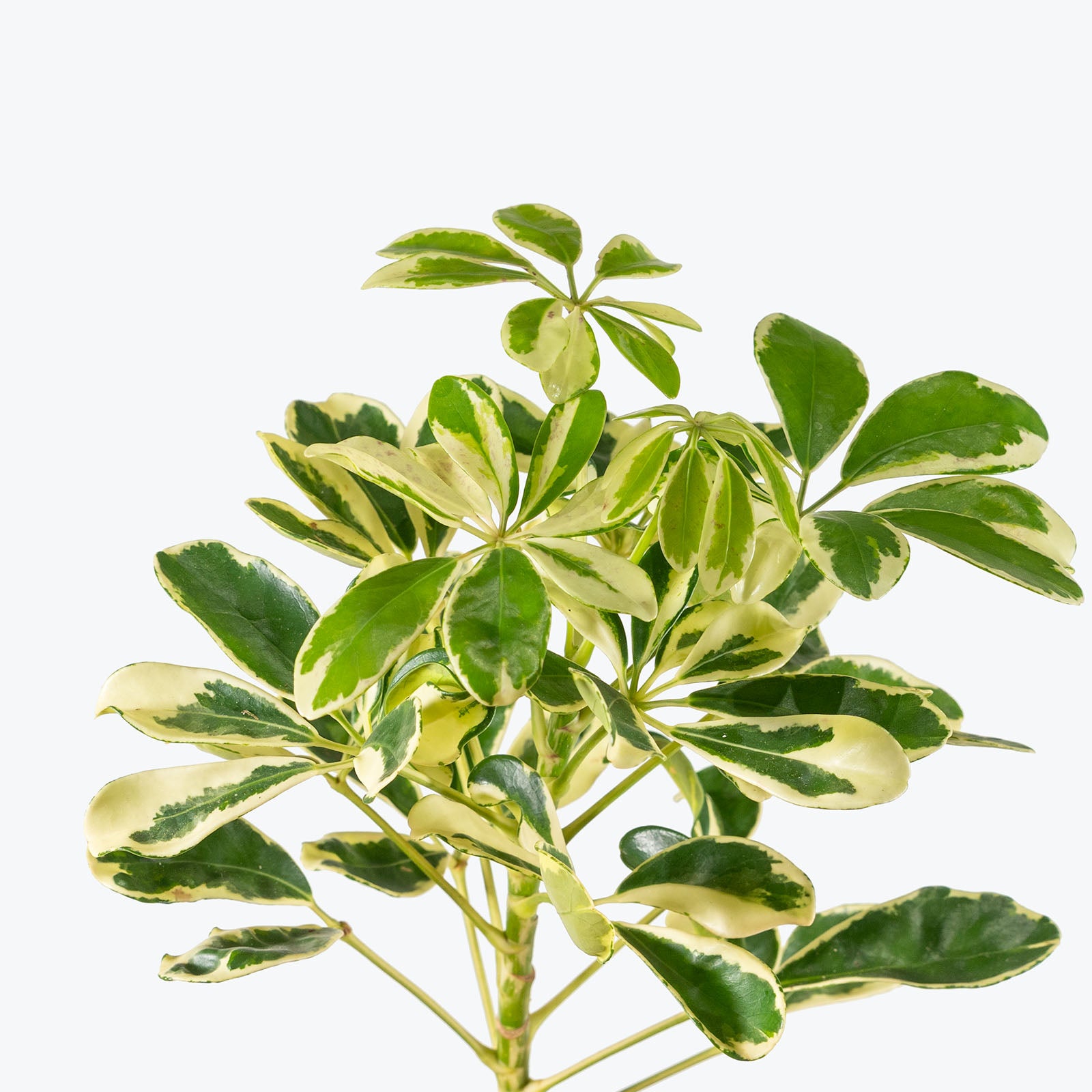 Dwarf Umbrella Ivory | Care Guide and Pro Tips - Delivery from Toronto across Canada - JOMO Studio