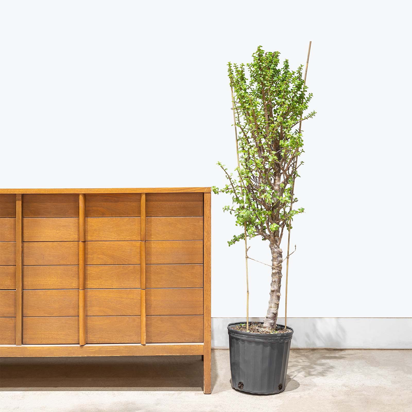 Dwarf Jade | Portulacaria Afra | Care Guide and Pro Tips - Delivery from Toronto across Canada - JOMO Studio