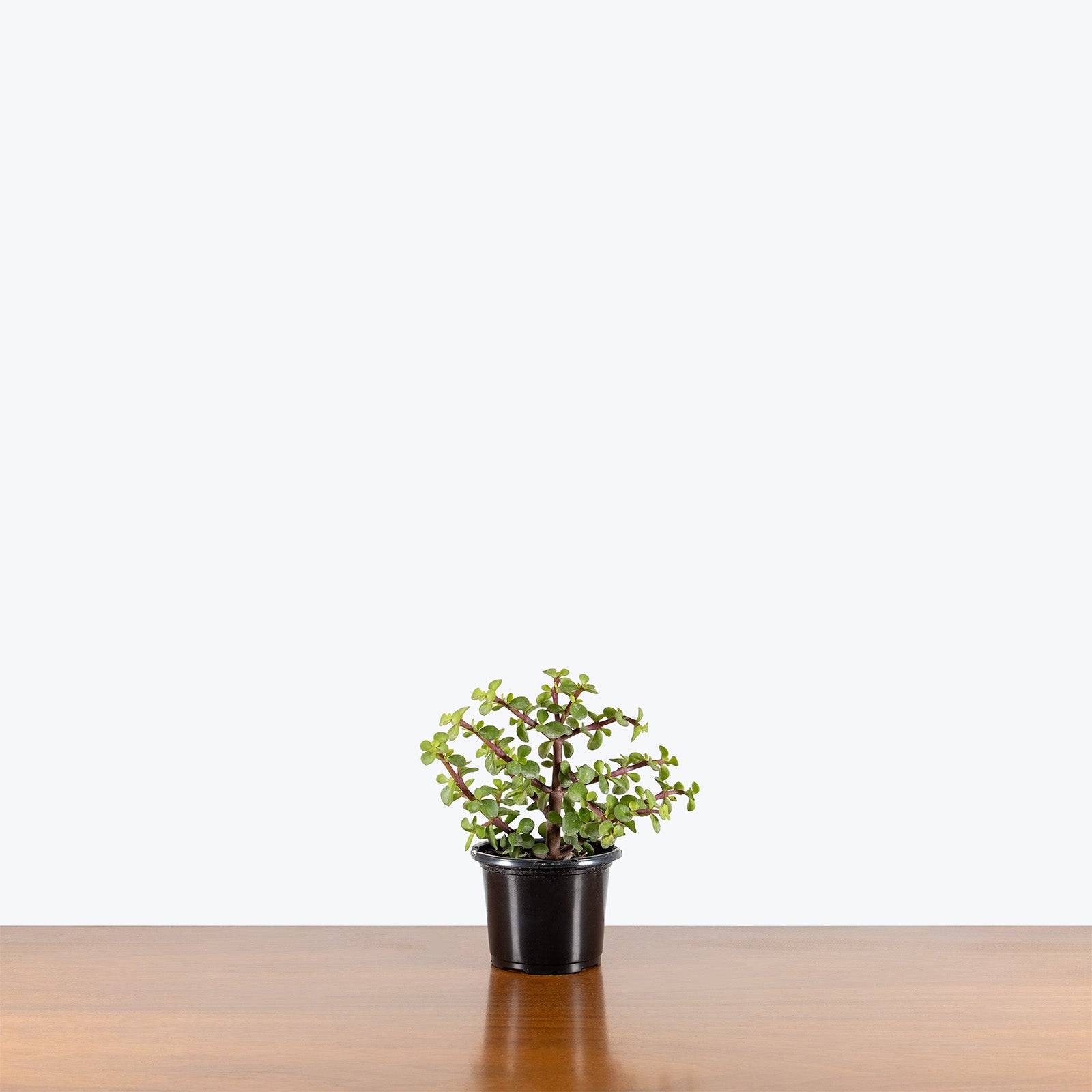 Dwarf Jade | Portulacaria Afra | Care Guide and Pro Tips - Delivery from Toronto across Canada - JOMO Studio