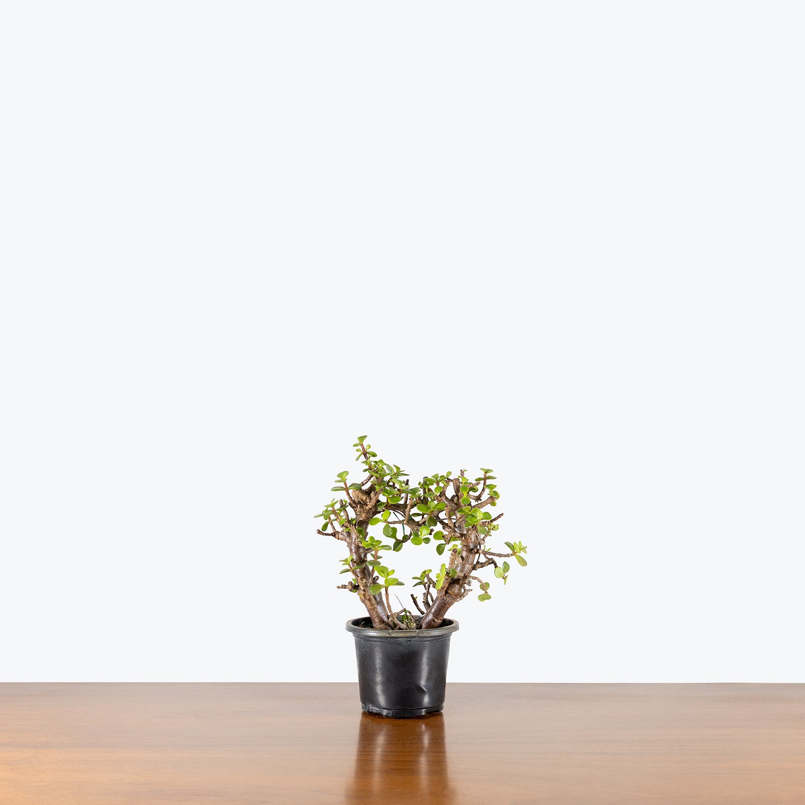 Dwarf Jade Heart Bonsai | Care Guide and Pro Tips - Delivery from Toronto across Canada - JOMO Studio