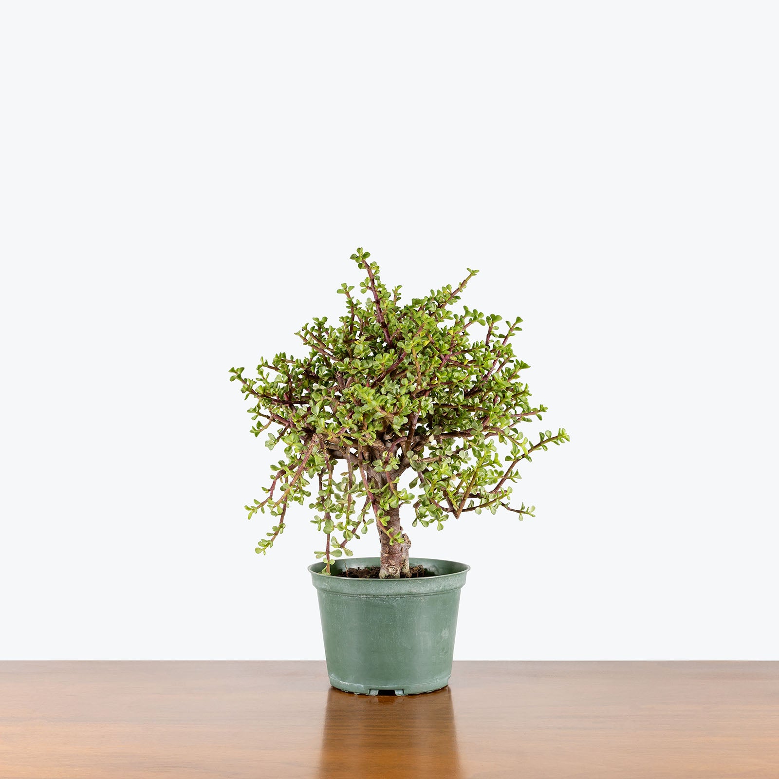 Dwarf Jade Variegated | Portulacaria Afra Variegata | Care Guide and Pro Tips - Delivery from Toronto across Canada - JOMO Studio