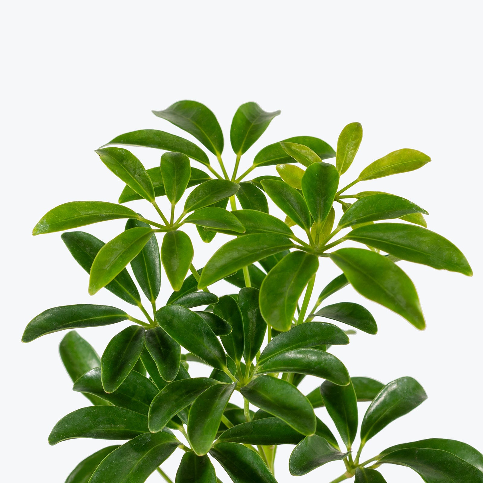 Dwarf Umbrella Tree | Care Guide and Pro Tips - Delivery from Toronto across Canada - JOMO Studio