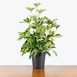 Dwarf Umbrella Tree — 6" Pot