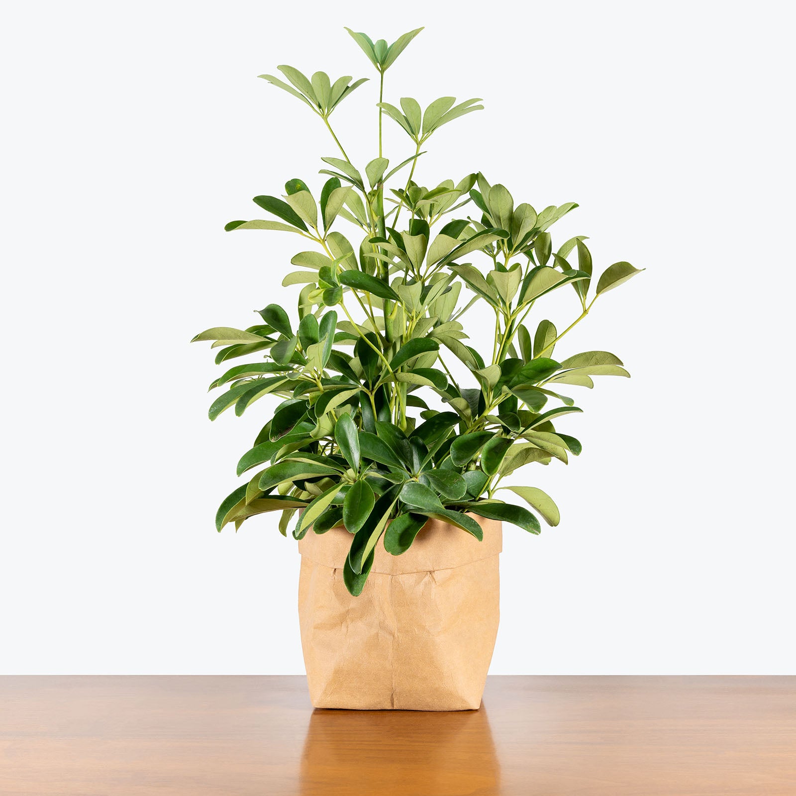 Dwarf Umbrella Tree | Care Guide and Pro Tips - Delivery from Toronto across Canada - JOMO Studio