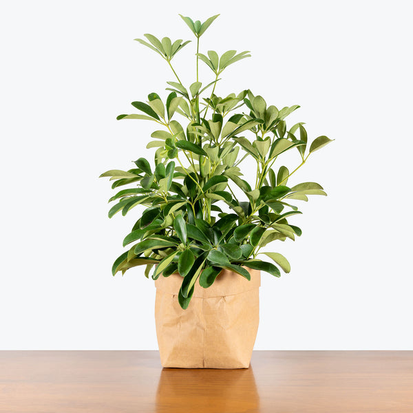 鉢・プランター umbrella tree pot HADES Dwarf Umbrella Tree | Care Guide and Pro Tips - Delivery from