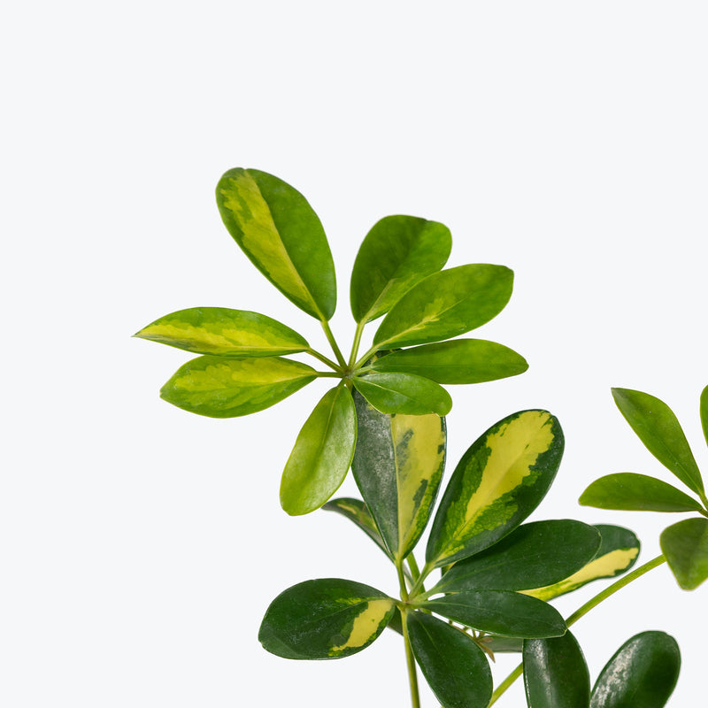 Dwarf Umbrella Tree Variegata | Care Guide and Pro Tips - Delivery from Toronto across Canada - JOMO Studio