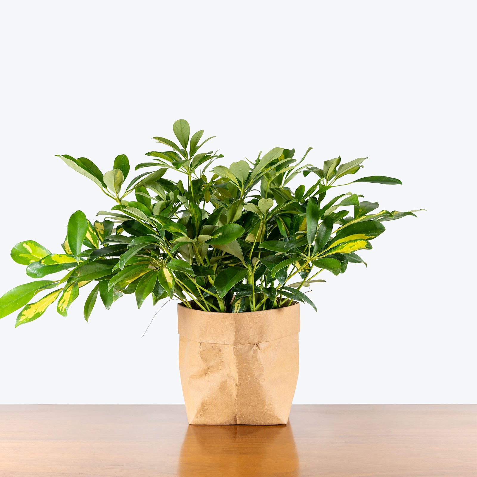 Dwarf Umbrella Tree Variegata | Care Guide and Pro Tips - Delivery from Toronto across Canada - JOMO Studio