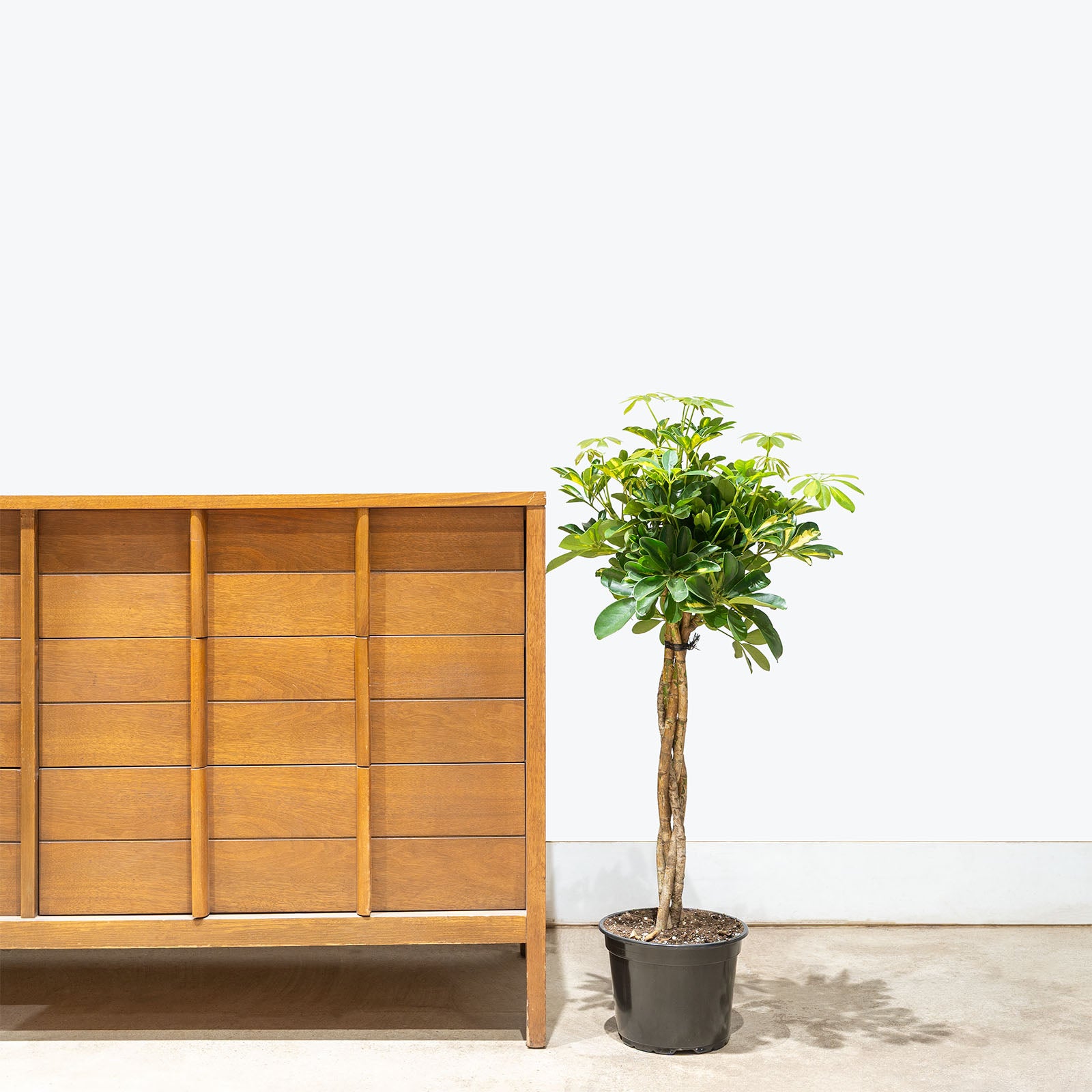 Dwarf Umbrella Tree Variegata | Care Guide and Pro Tips - Delivery from Toronto across Canada - JOMO Studio